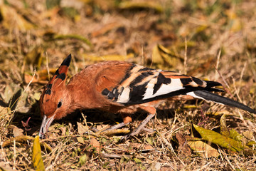 African Hoopoe foraging and probing for insects in the dead foliage 