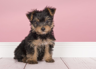 Cute sitting yorkshire terrier, yorkie puppy looking at the camera in a pink living room setting