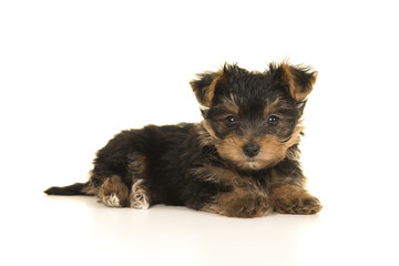 Cute yorkshire terrier, yorkie puppy lying down seen from the side looking at the camera on a white background