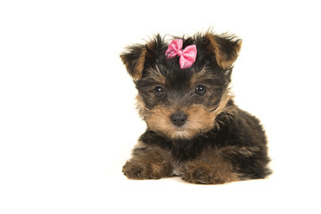 Cute yorkshire terrier, yorkie puppy lying down seen with a pink bow looking at the camera on a white background seen from the front © Elles Rijsdijk