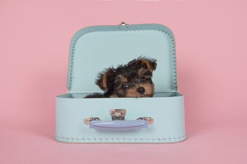 Cute yorkshire terrier puppy in a blue suitcase on a pink background © Elles Rijsdijk