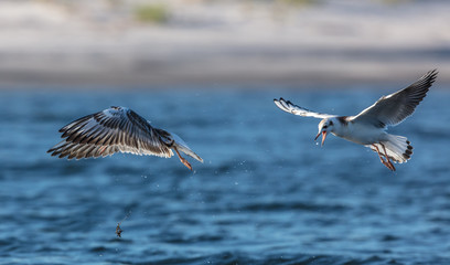 Möwen im flug