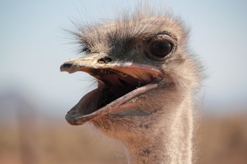 Hot Ostrich
