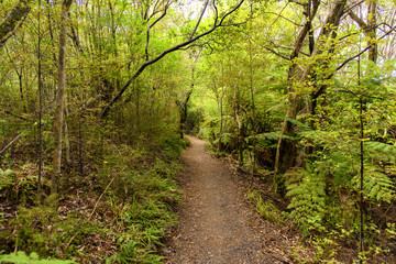 Fototapeta na wymiar Hiking trail through the forest near Paihia