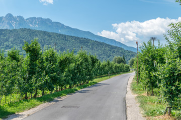 Fototapeta na wymiar Straße durch Apfelplantagen