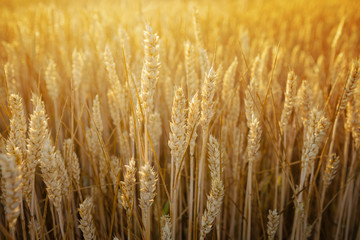 Natural background with wheat corn