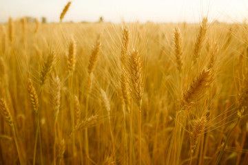 Concept of rich harvesting, wheat
