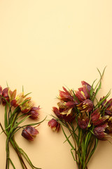 Spring flowers background