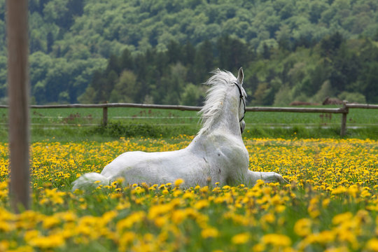 White horse in spring in a flower field