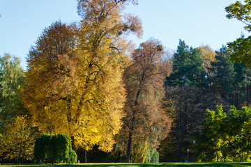 yellow tree in autumn