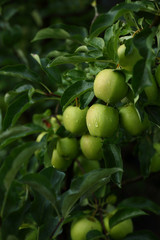Green apples in garden