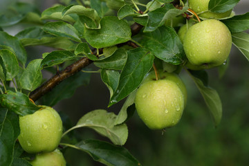 Green organic apples on branches
