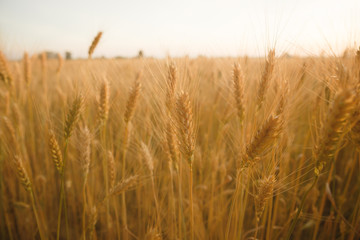 Golden wheats field
