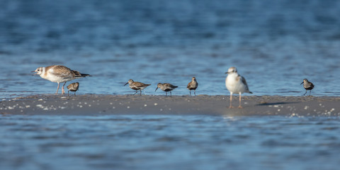 vögel am meer