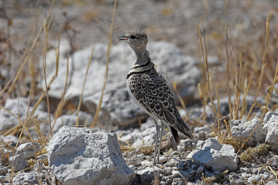 Doppelbandrennvogel (Rhinoptilus africanus) im Etosha Nationalpark (Namibia)