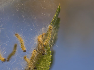 fluffy caterpillars on a silvery background of cobwebs