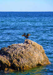 Cormorant On The Rock