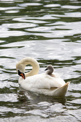 Obraz premium A baby swan (cygnet) is sleeping on mother's back on the river