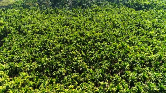 Aerial view flying over a beautiful forest and coffee plantation filmed by drone in Kutta Karnataka India