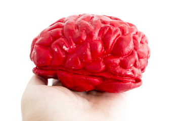 Hand holding red brain model on white background.Copy space.