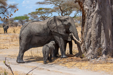 Elephant baby is sucking milk and its mother is eating wood from a baobab tree, Africa