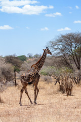 Giraffe in the safari Serengeti National Park, Tanzania