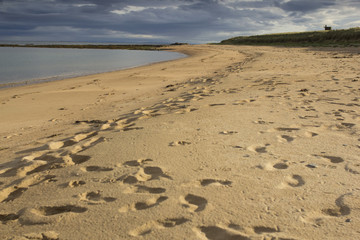 Footprints in the sand on a Scottish beach  