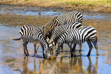 Fototapeta na wymiar Zebra group is drinking water in a shallow river, Serengeti National Park, Africa