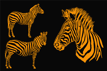 Fototapeta na wymiar Graphical set of orange color zebra isolated on black background,vector illustration for printing 