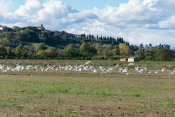 gabbiani nel campo