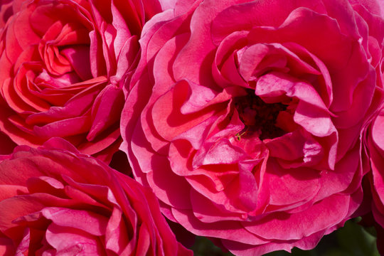 Close up of red flowers 