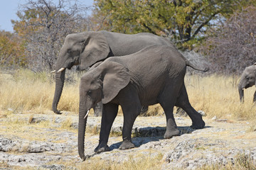 afrikanische Elefanten (loxodonta africana) im Etosha Nationalpark