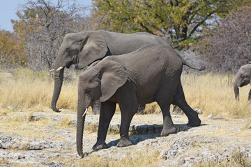 Obraz premium afrikanische Elefanten (loxodonta africana) im Etosha Nationalpark