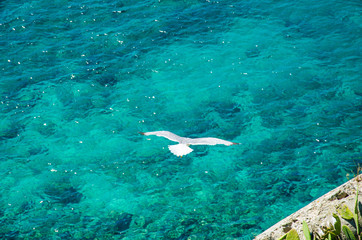 Gabbiano in volo sul mare