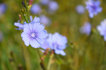 Blue Chicory flower (Cichorium intybus), Weed plant as a healthy herb