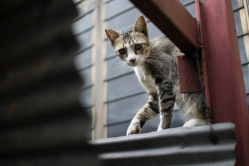 Cats are looking between the roofs.