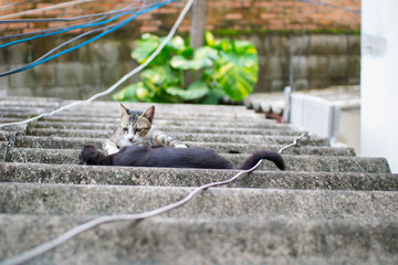 Cats are looking between the roofs.