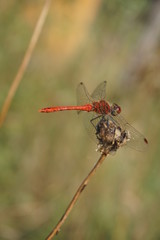 Heidelibelle