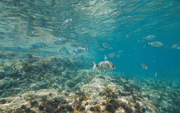 A shoal of fishes (saddled and white seabream fish) in shallow water between water surface and rock, Mediterranean sea, Denia, Alicante, Costa Blanca, Spain