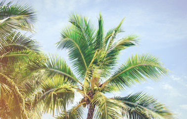 Fototapeta na wymiar Detail of coconut trees with soft light background or vintage style.