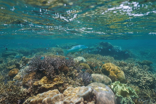 Underwater coral reef below water surface with a leopard coral grouper and sergeant major fish, Pacific ocean, New Caledonia, Oceania