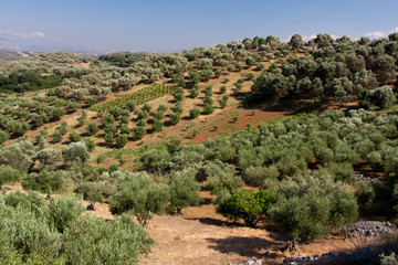 Fototapeta na wymiar Anbaufläche auf Kreta