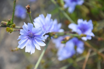 Blue Chicory flower (Cichorium intybus), Weed plant as a healthy herb