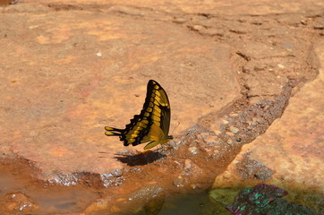 borboleta serro