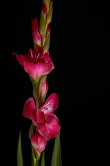 Foto op Plexiglas close-up view of beautiful pink gladiolus flowers and buds isolated on black © LIGHTFIELD STUDIOS