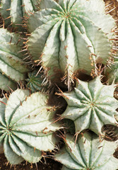 Botanical photo of succulent plants close up in warm yellow tones. Cacti background photo, desert...