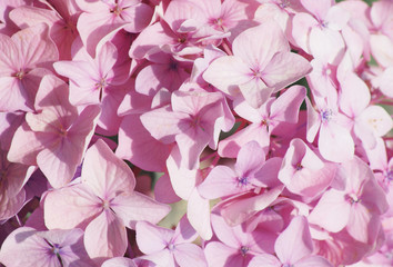 Light pink hydrangea close up photo as background. Floral botanical photography in light and gentle colors.