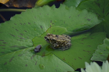 Frosch auf Seerosenblatt