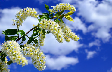 Blooming cherry on a clear spring day against the sky
