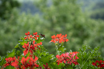 Taubenschw&auml;nzchen